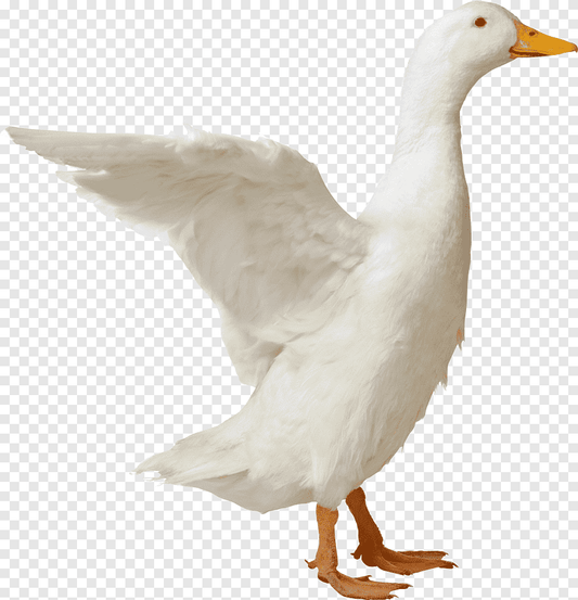 Donzen dekbed
